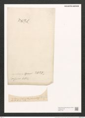Nitzschia nicobarica Grun. (de-Toni-Nr.: Genus 47, Species 2022) Zeichnungen Sammlung Grunow (NHMW-BOT-W0371791)